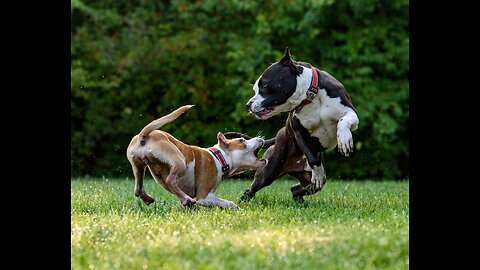 How Dogs React When Seeing Stranger Quality 4K Running, Barking Viral Dog 2023