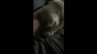 Cat Suckling My Shirt