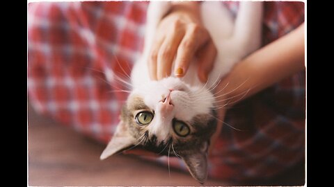 7 Ways to Exercise Your Indoor Cat (And Why It's so Important) Adopt a Playmate.