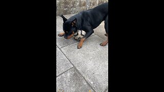 Dog playing football