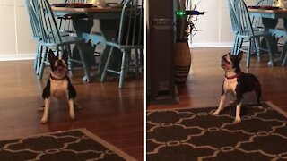 Confused Pup Has Mind Blown By Indoor Drone
