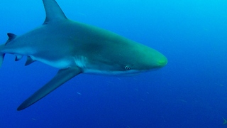 Aggressive sharks bump and circle divers on their way to the surface