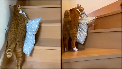 Funny kitty steals mama pillow