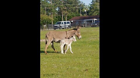 3 Donkeys missing from the Donkey field they went through a break in the fence into the swamp