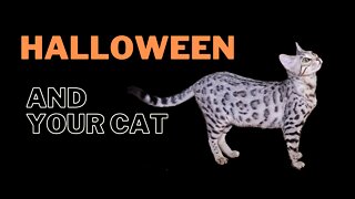 Tips for Halloween with your cat
