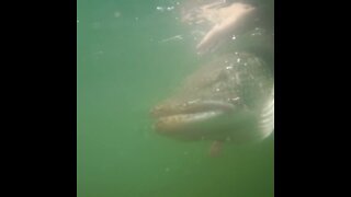 46” Northern pike release