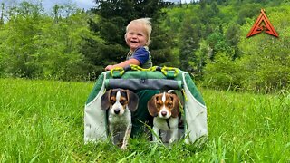 Tent Camping With Cutest Beagle Puppies Ever!