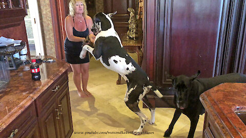 Bouncing Great Danes Can't Wait To Go For A Car Ride and Ice Cream
