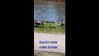 Canadian Geese and their Goslings