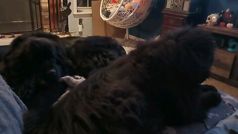 Newfoundland Dog watching tv