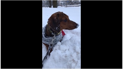 Wallace the Weiner loves first snow experience