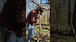 War Staff / Scottish Shillelagh harvesting to wood raw material