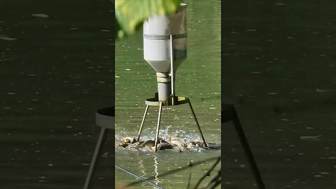 Carp's crazy feeding frenzy in autumn, fish farm