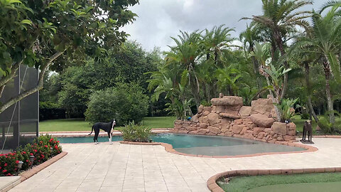 Great Dane Sniffs The Early Winds & Rain from Hurricane Idalia