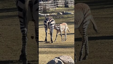 Zebras and Ostriches Living Together #shorts #zoo #africa #calgary #zebra #ostrich