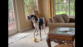 Happy Great Dane Loves To Sing His Howling Song