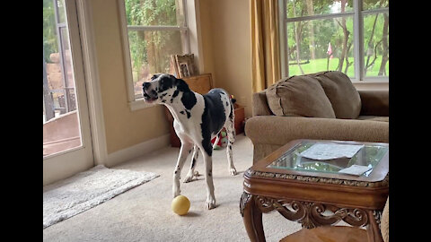 Happy Great Dane Loves To Sing His Howling Song