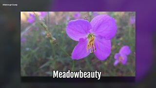 Meadowbeauty | Sarah's Walking Club Fall Scavenger Hunt