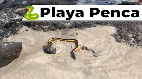 Playa Penca // SNORKEL In Costa Rica [2021]