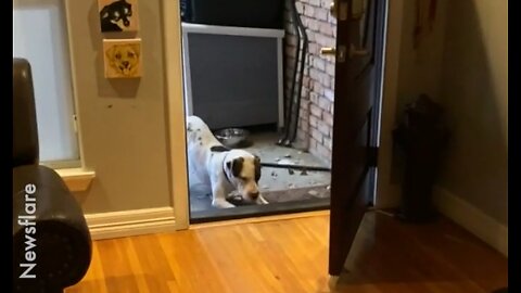 Rescue dog fears entering house - He has never been allowed inside