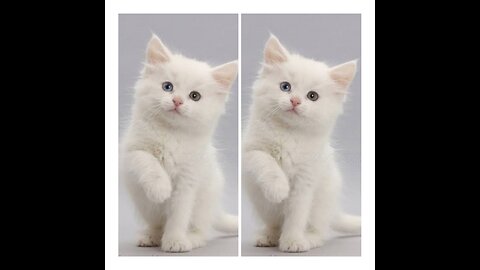 Cute white kitten 😍