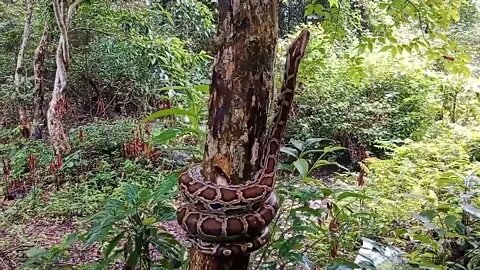 Cobra Sucuri na árvore animais selvagens planeta selvagens
