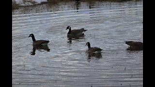 Canada Geese in Fairbank, Alaska in May 2023