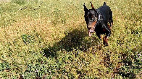 The Morning Walk (Lucky Dog)