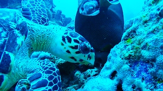 Favorite meal of critically endangered Hawksbill sea turtle