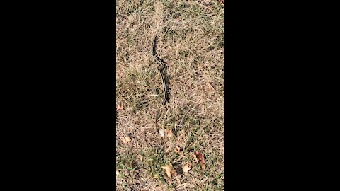 Snake in the grass, snake in street