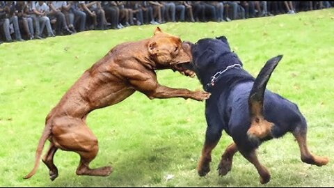 Rottweiler vs Pitbul Terrier Dog | Dog Fight