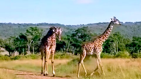 Majestic giraffes casually stroll down the path