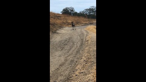 Deer - Young Black Tail Buck