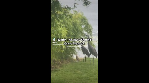 Watch This Baby Sandhill Crane Take Cover - Ocoee Bamboo Farm