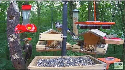 Amazing look at the Pileated 8/1/20