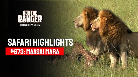 Safari Highlights #673: 09 & 10 March 2022 | Maasai Mara/Zebra Plains | Latest Wildlife Sightings