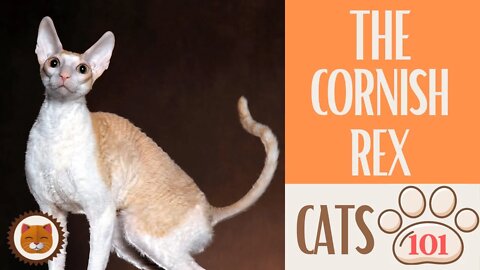 🐱 Cats 101 🐱 CORNISH REX CAT - Top Cat Facts about the CORNISH REX