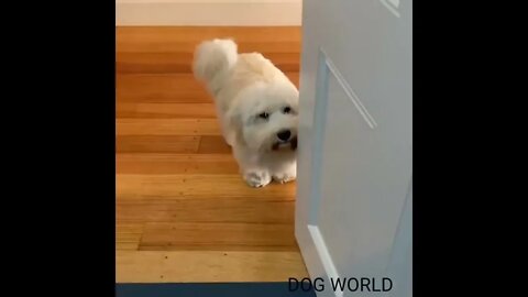 CUTE DOGS AND FUNNY PUPPYS VIDEO'S| DOG WORLD 2022