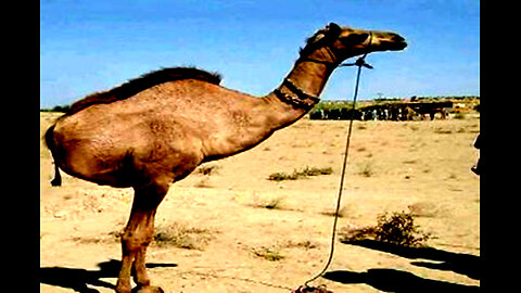 Camel's Hydration Secret Unveiled: Understanding Why They Store Six Liters of Water for Survival