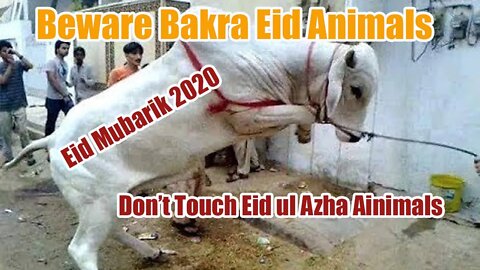 You Should Not Touch the Animals | eid ul azha | bakra eid 2020 | Bakra Eid Funny Movements