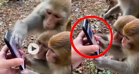 Monkeys Used To Social Media