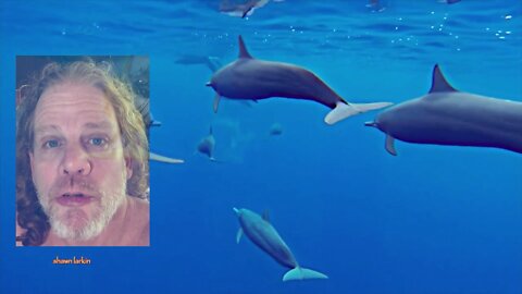 Dolphin Guru Shaman Shawn Larkin on dolphins communicating with Bubbles, Poop, and Light.