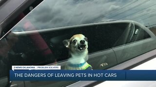 Looking out for pets in hot cars