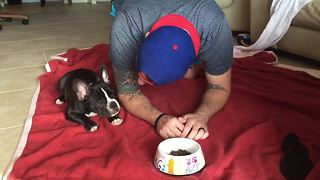 French Bulldog puppy prays before eating