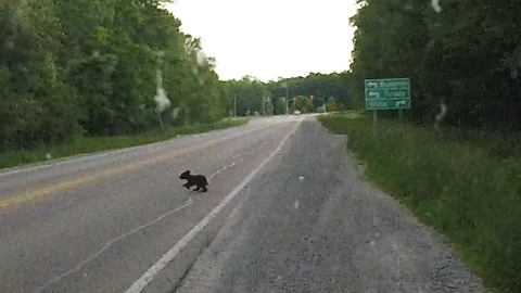 Tiny bear cub scrambles to keep up with mom and brother