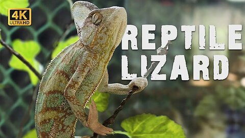 Reptile Animal Lizard in 4K (Ultra HD)