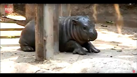 Adorable Baby Pygmy Hippo