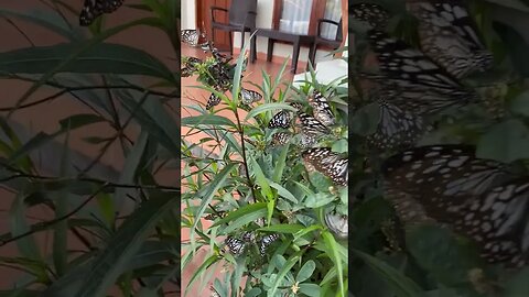 Butterflies in Sumba