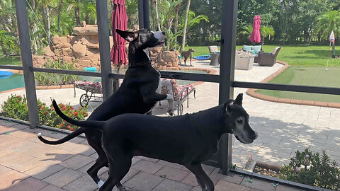 Excited Great Danes can't wait to swim & roll