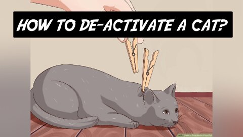 How to calm your cat? How to de-activate a cat?